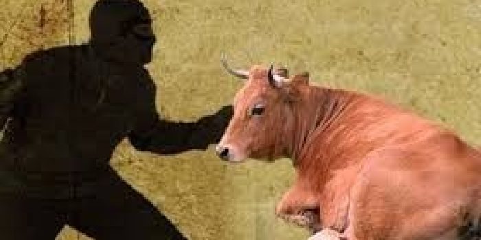 Polres-Konawe-Ringkus-Maling-Sapi-Lintas-Kabupaten