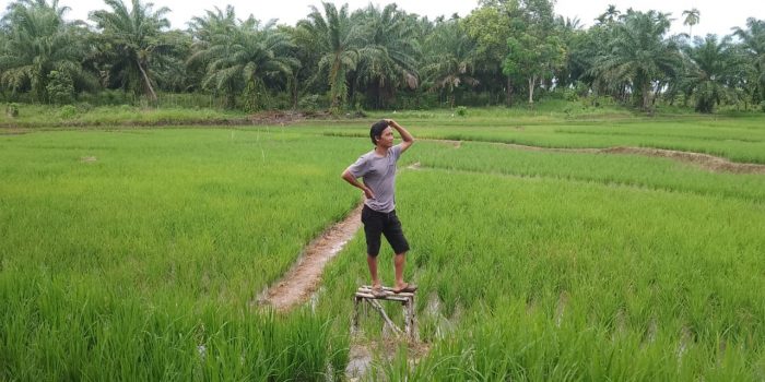 Sawah