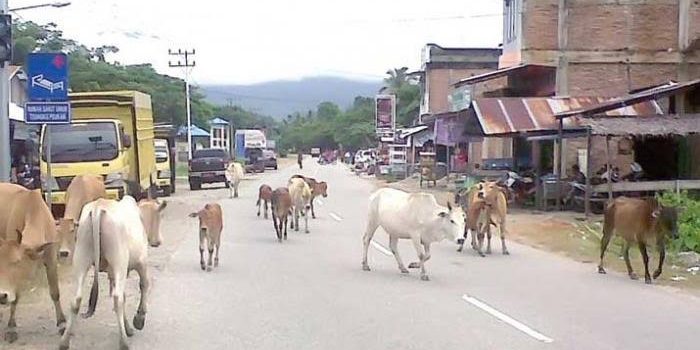 sapi